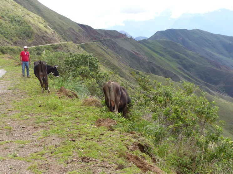 Tending the livestock.