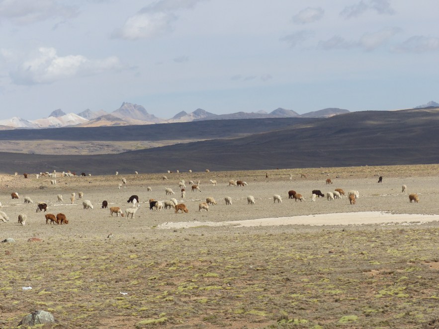 Alpaca and llamas grazing.
