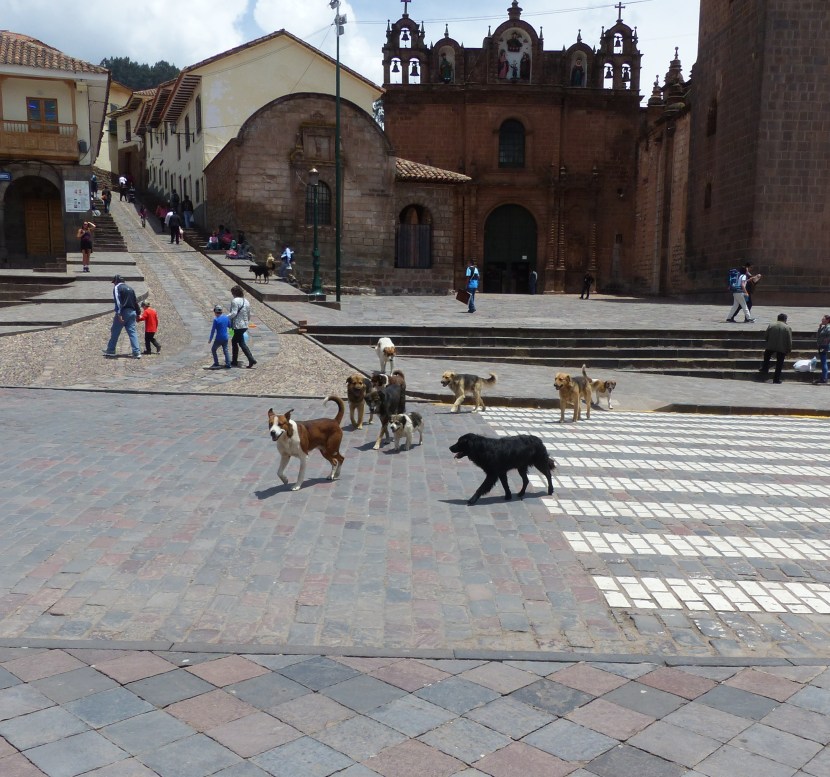 The ever present pack of dogs in the square.