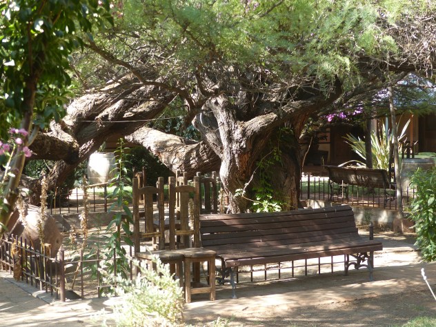 A very old tree in the hotel courtyard