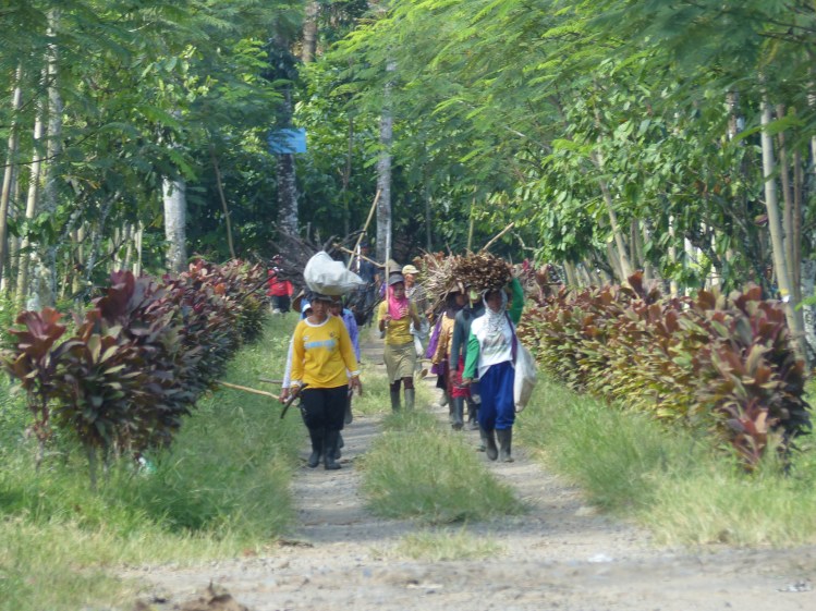 Workers coming from the plantation.