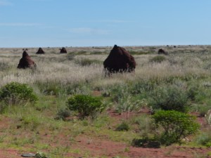 Fields of termite mounds.