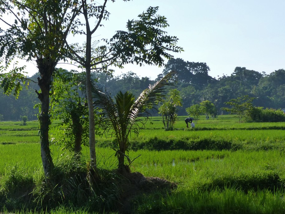 Rice fields behind the accommodations.